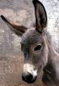 HerbWeb Donkeys: photograph of a lovable donkey