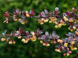 Attēlu rezultāti vaicājumam “Berberis thunbergii flower”