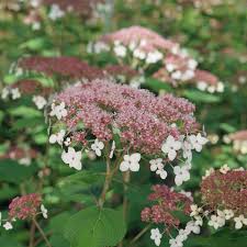 Attēlu rezultāti vaicājumam “Hydrangea arborescens”