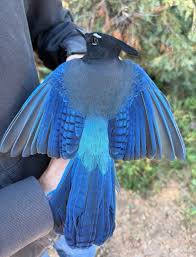 Attēlu rezultāti vaicājumam “Lycogala convexum sessile”