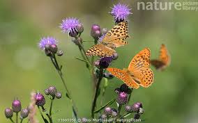 Attēlu rezultāti vaicājumam “Argynnis paphia female”
