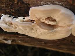 Attēlu rezultāti vaicājumam “Antrodia”