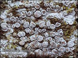 Attēlu rezultāti vaicājumam “Lecanora carpinea”