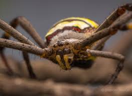 Image result for st andrews cross spider
