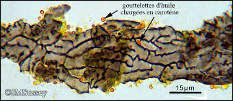 Attēlu rezultāti vaicājumam “Cystocoleus ebeneus”