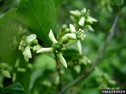 Attēlu rezultāti vaicājumam “Euonymus europaeus bud”