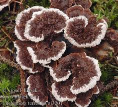 Attēlu rezultāti vaicājumam “Thelephora terrestris”
