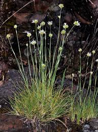 Attēlu rezultāti vaicājumam “Rhynchospora alba fruit”