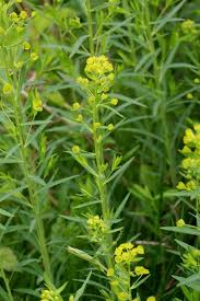 Attēlu rezultāti vaicājumam “Euphorbia virgata flower”