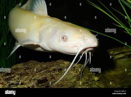 Image result for Ictalurus punctatus