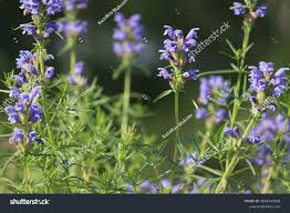 Attēlu rezultāti vaicājumam “Dracocephalum ruyschiana”