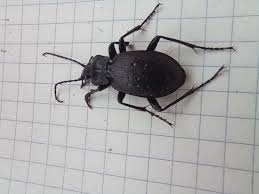 Attēlu rezultāti vaicājumam “Carabus hortensis”