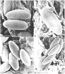 Attēlu rezultāti vaicājumam “Ascobolus furfuraceus”