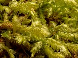 Attēlu rezultāti vaicājumam “Neckera”