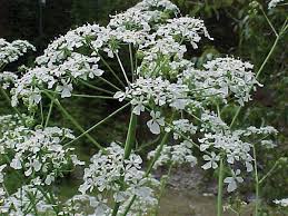 Attēlu rezultāti vaicājumam “Anthriscus”