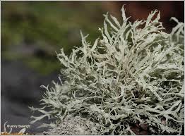 Attēlu rezultāti vaicājumam “Ramalina farinacea”