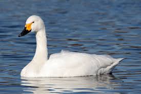 Image result for Sussex Swans