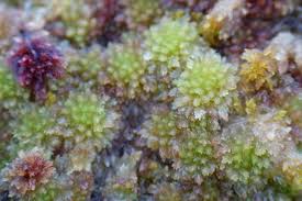 Attēlu rezultāti vaicājumam “Dicranum bergeri”