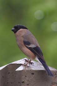 Attēlu rezultāti vaicājumam “Pyrrhula pyrrhula female”