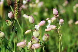 Attēlu rezultāti vaicājumam “Silene vulgaris bud”