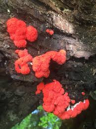 Attēlu rezultāti vaicājumam “Tubifera ferruginosa (subsp. ferruginosa) young”