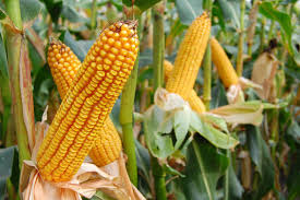 Image result for Mais