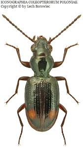 Attēlu rezultāti vaicājumam “Bembidion sp.”