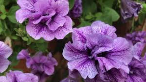 Image result for Petunia