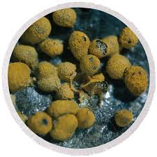 Attēlu rezultāti vaicājumam “Badhamia nitens macro”