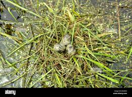 Attēlu rezultāti vaicājumam “Chlidonias niger eggs”