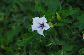 Image result for Datura stramonium
