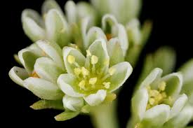 Attēlu rezultāti vaicājumam “Scleranthus perennis bud”