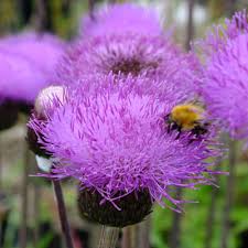 Attēlu rezultāti vaicājumam “Cirsium heterophyllum flower”