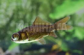 Image result for 出目金