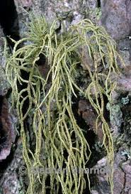 Attēlu rezultāti vaicājumam “Usnea hirta”