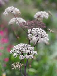 Attēlu rezultāti vaicājumam “Angelica sylvestris leaf”
