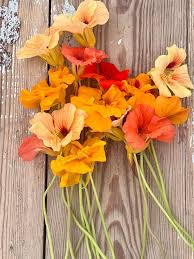 Attēlu rezultāti vaicājumam “Tropaeolum majus flower”