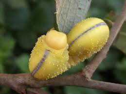 Attēlu rezultāti vaicājumam “Cimbex luteus”