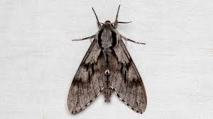 Attēlu rezultāti vaicājumam “Sphinx pinastri”