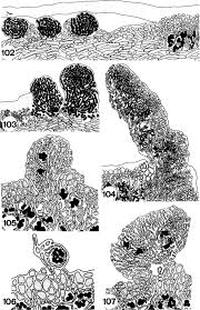 Attēlu rezultāti vaicājumam “Peltigera aphthosa”