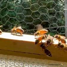 Image result for Boccia In Epsom & Ewell (Bees)