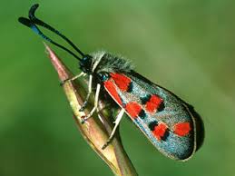 Attēlu rezultāti vaicājumam “Zygaena cocoon”