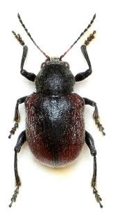 Attēlu rezultāti vaicājumam “Adoxus obscurus”