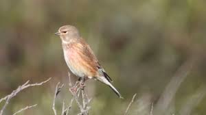 Attēlu rezultāti vaicājumam “Carduelis cannabina adult”