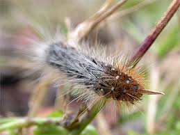 Attēlu rezultāti vaicājumam “Arctia caja larva”