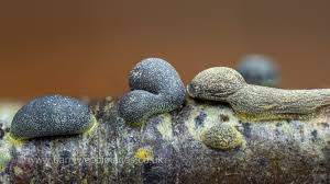 Attēlu rezultāti vaicājumam “Trichia ambigua stalked”