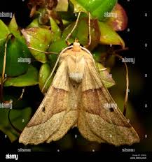 Attēlu rezultāti vaicājumam “Crocallis elinguaria imago”