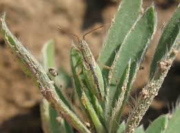 Attēlu rezultāti vaicājumam “Myrmus miriformis”