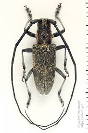 Attēlu rezultāti vaicājumam “Monochamus galloprovincialis”