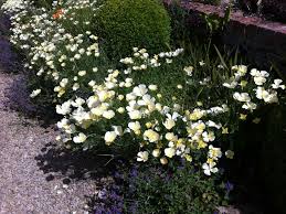 Attēlu rezultāti vaicājumam “Eschscholzia californica”